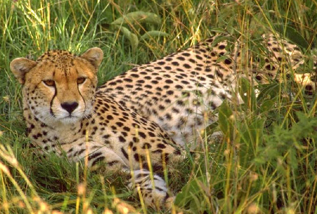 leopard-Bhagwan-Mahavir-Wildlife-Sanctuary
